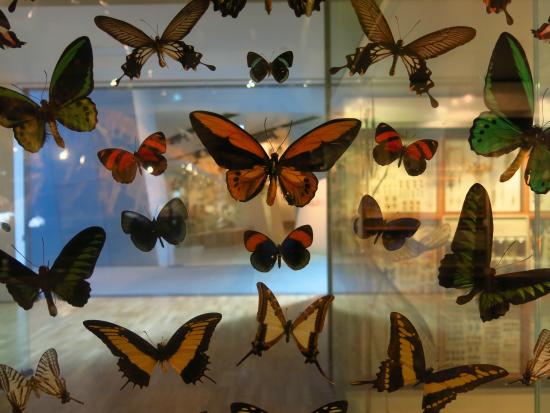 Melbourne-Museum-Butterflies.jpg