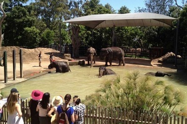 1554924849_9_Animals-in-the-Melbourne-Zoo.jpg