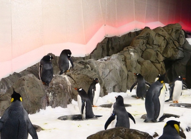 Sea-Life-Melbourne-Aquarium-Penguins.jpg