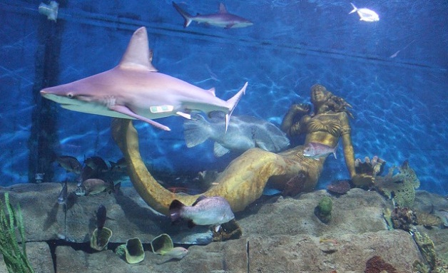 Sea-Life-Melbourne-Aquarium-MermaidGarden.jpg