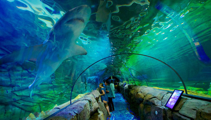 Sea-Life-Sydney-Aquarium-SharkWalk.jpg