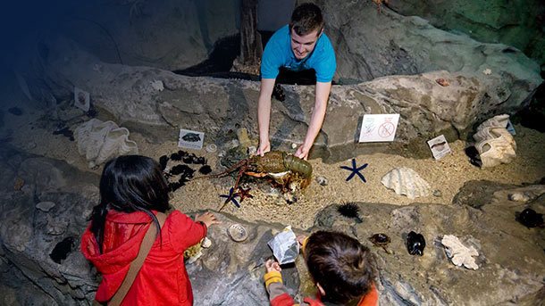 Sea-Life-Sydney-Aquarium-DiscoveryRockPool.jpg