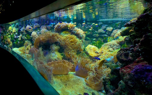 Sea-Life-Sydney-Aquarium-GreatBarrierReef.jpg