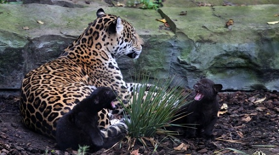 Natura-Artis-Magistra-Jaguars.jpg