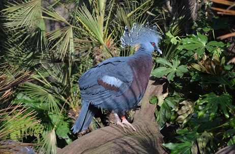 554924727_513_Natura-Artis-Magistra-CrownedPigeons.jpg