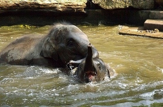 Diergaarde-Blijdorp-EllephantBath.jpg