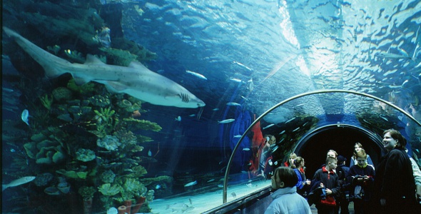 Tropicarium-Oceanarium-Kft-Tunnel.jpg