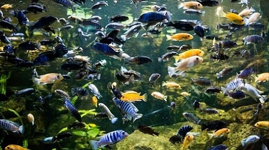 Tropicarium-Oceanarium-Kft-Fish.jpg