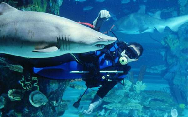 Tropicarium-Oceanarium-Kft-DivingWithSharks.jpg