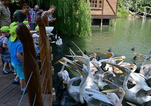 Budapest-ZooBotanical-Garden-FeedingThePelicans.jpg