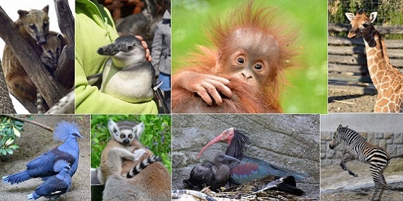 Budapest-ZooBotanical-Garden-BabyAnimals.jpg