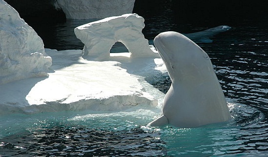 SeaWorld-Orlando-BelugaWhales.jpg