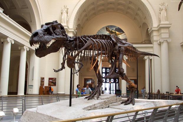 field-museum-of-natural-history-chicago-1.jpg