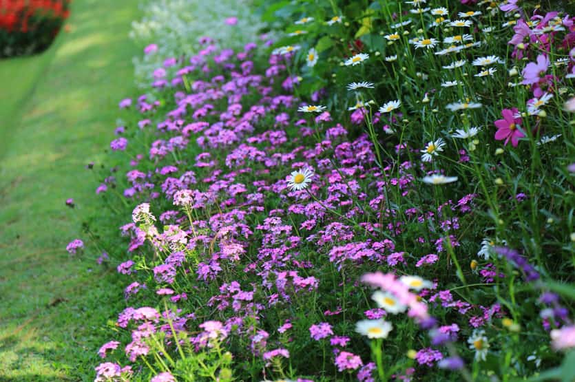 Hakgala-Botanical-Garden-2-min-1.jpg