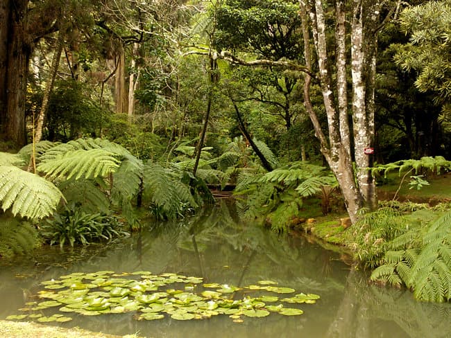 Hakgala-Botanical-Garden-3-min.jpg