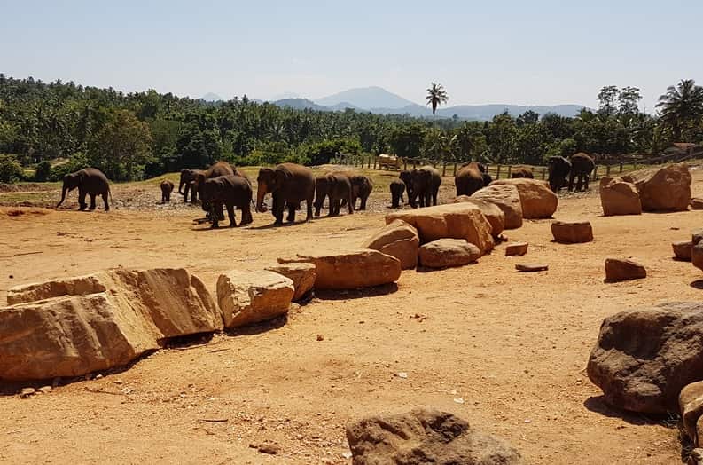 Pinnawala-Elephant-Orphanage-12-min.jpg