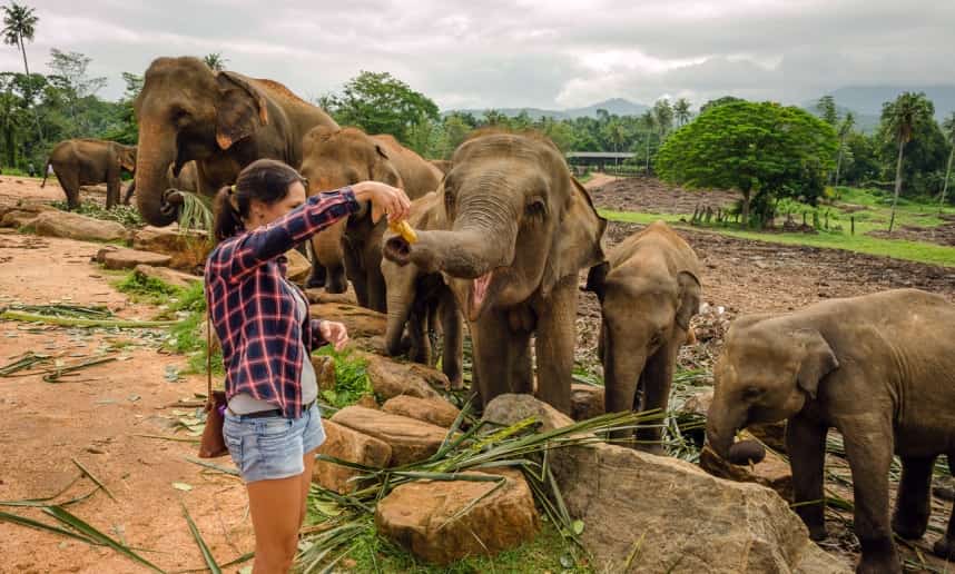 Pinnawala-Elephant-Orphanage-2-min.jpg