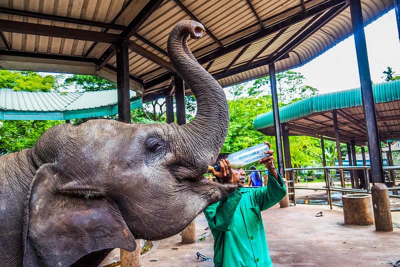 Pinnawala-Elephant-Orphanage-21-min.jpg