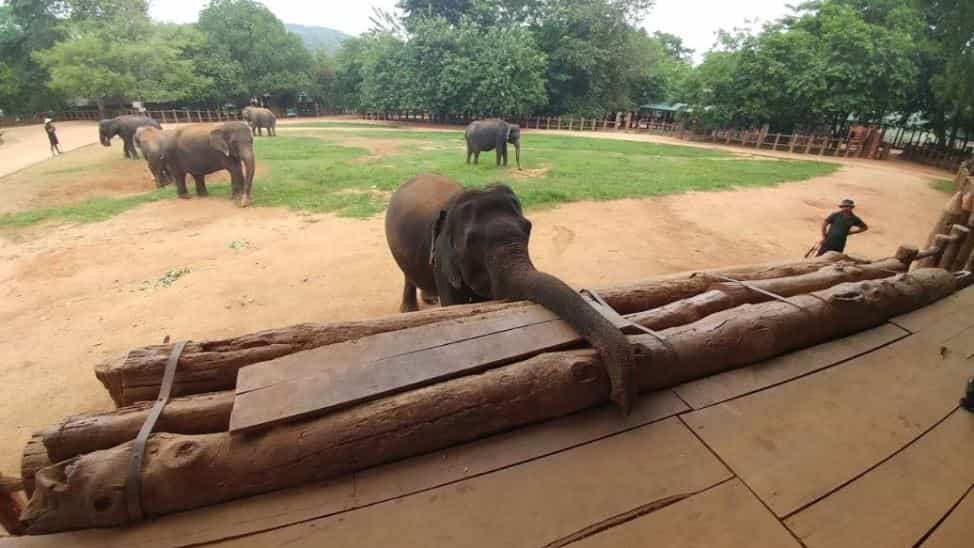 Pinnawala-Elephant-Orphanage-17-min.jpg