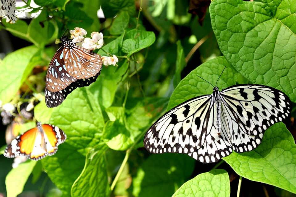 National-Zoological-Gardens-of-Sri-Lanka-8.jpg