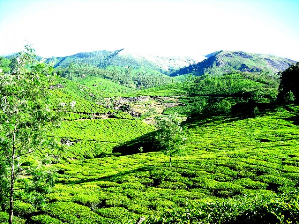 Munnar-area-e1459165131616.jpg