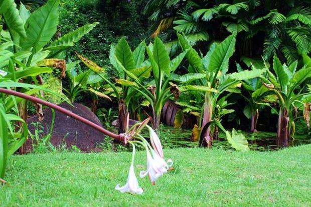 seychelles-national-botanical-gardens.jpg