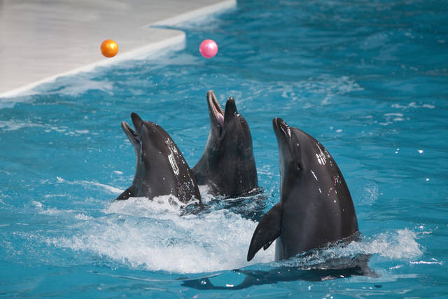 1554923697_6_Dubai-Dolphinarium-3.jpg