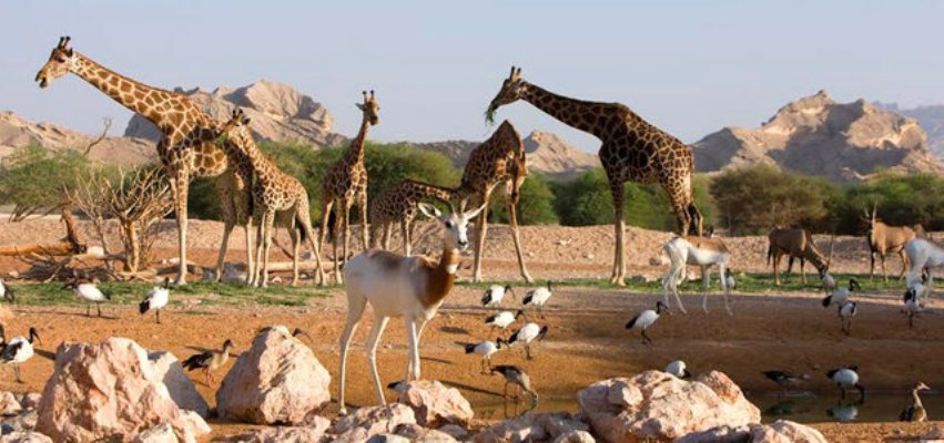 dubai-zoo-2-1.jpg