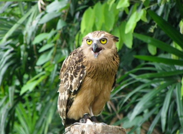 jurong-birdpark-1.jpg