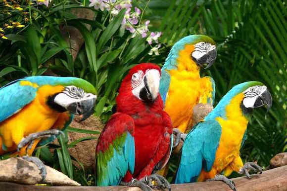 jurong-birdpark.jpg