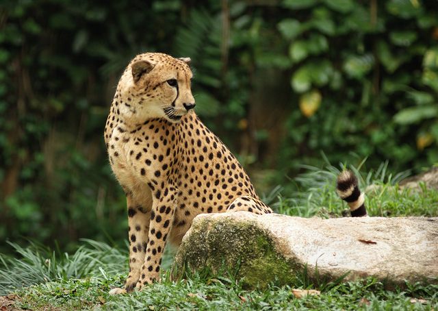 Cheetah_in_Singapore_Zoo.jpg