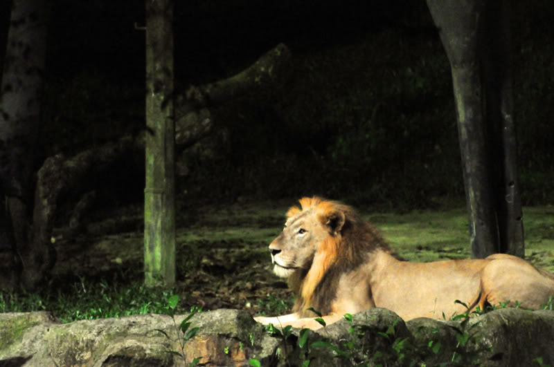 Night-Safari-in-Singapore.jpg