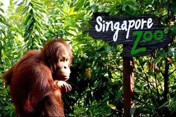 Singapore-Zoo.jpg