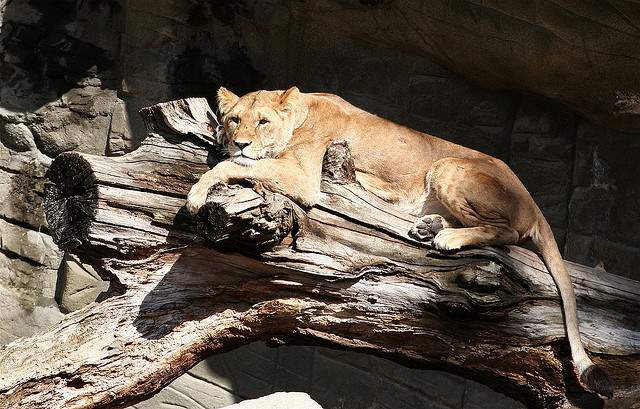 Hagenbeck-Zoo-Hamburg2-1.jpg