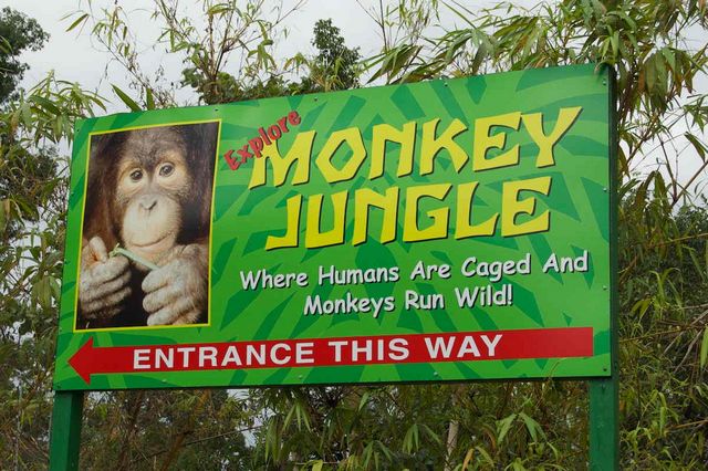 monkey-jungle-miami-2.jpg