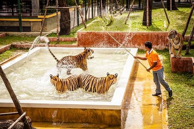 Tiger-Kingdom-Phuket.jpg