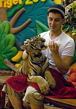 tiger-zoo-in-pattaya-thailand6.jpg