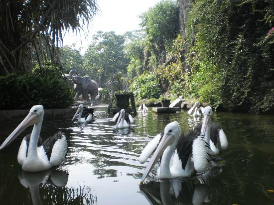 1554922360_790_Ragunan-Zoo-9.jpg