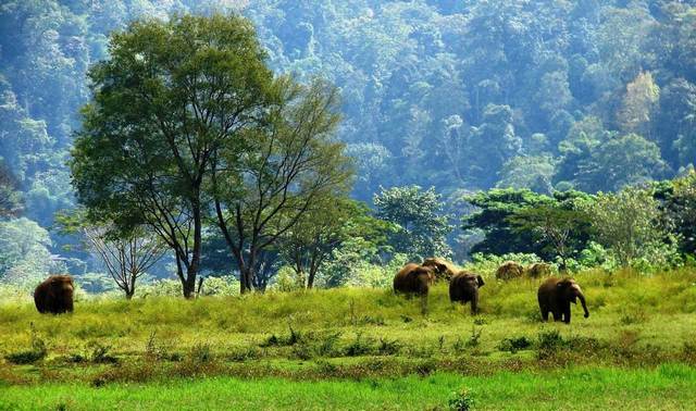 elephant-park-chiang-mai-3.jpg