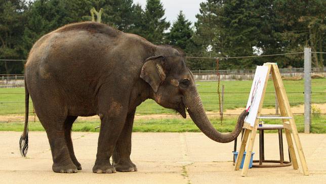 elephant-park-chiang-mai-4.jpg