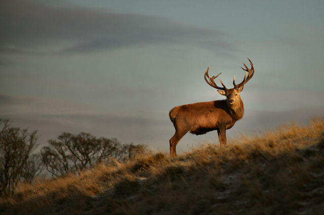 Lyme-Park-3.jpg