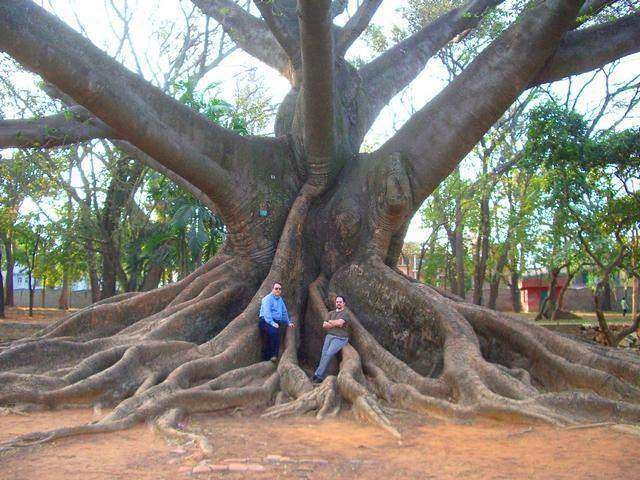 Lal-Bagh-KapokTree.jpg