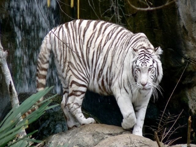 Bannerghatta-National-Park-WhiteTiger.jpg