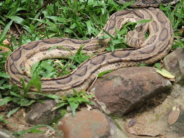 Bannerghatta-National-Park-Snakes.jpg