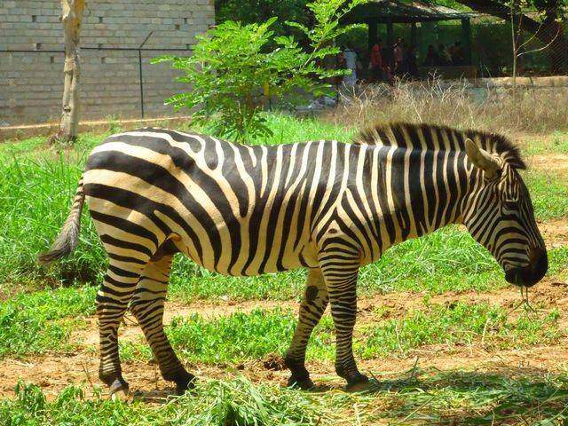 Bannerghatta-National-Park-Zebra.jpg