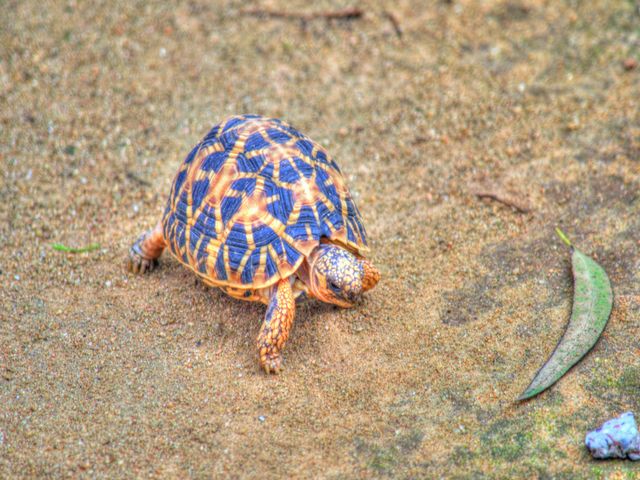 Bannerghatta-National-Park-Turtles.jpg