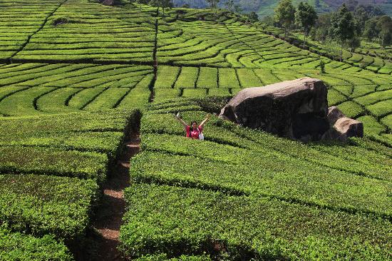 ciwidey-tea-plantations.jpg