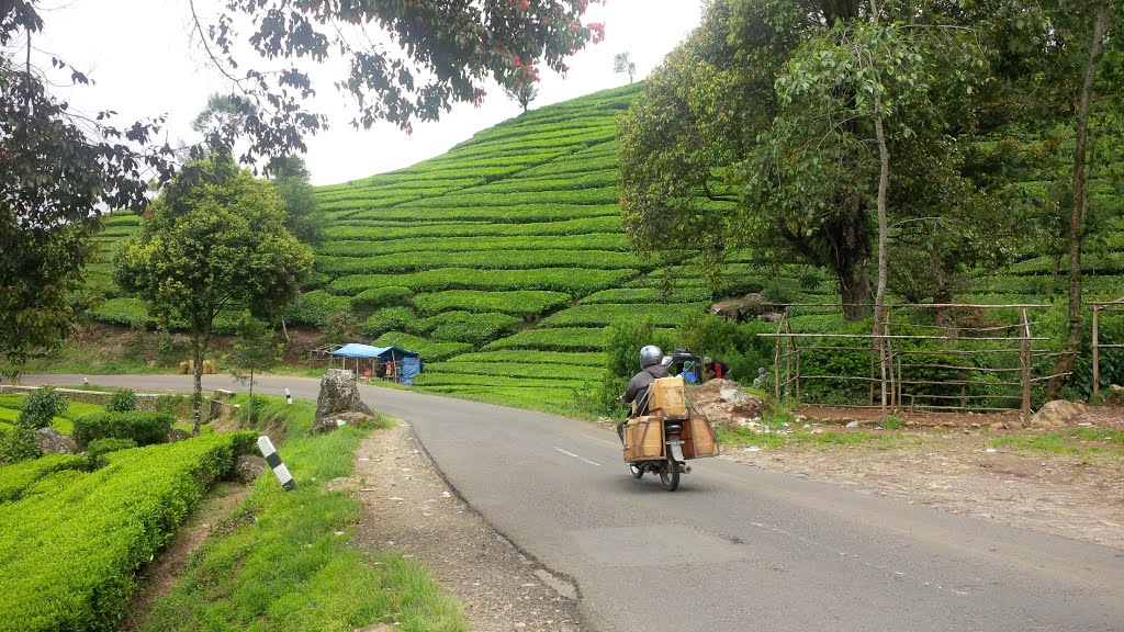 Tea-plantations-5.jpg