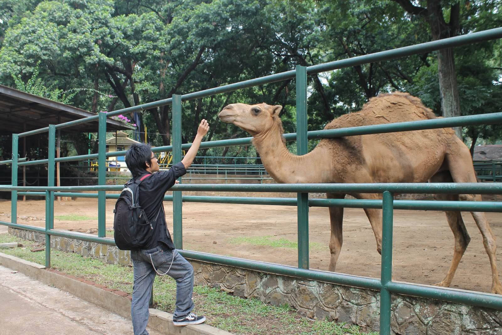 bandung-zoo-3.jpg