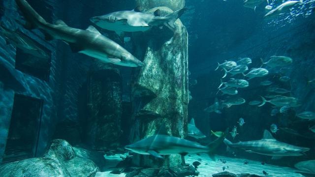 sea-life-london-aquarium.jpg